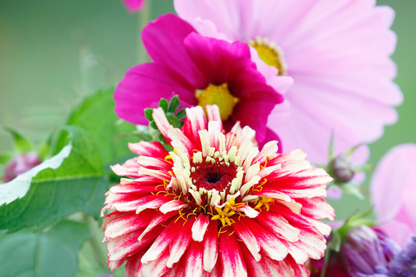 Een bloem met vrolijke, felle kleuren